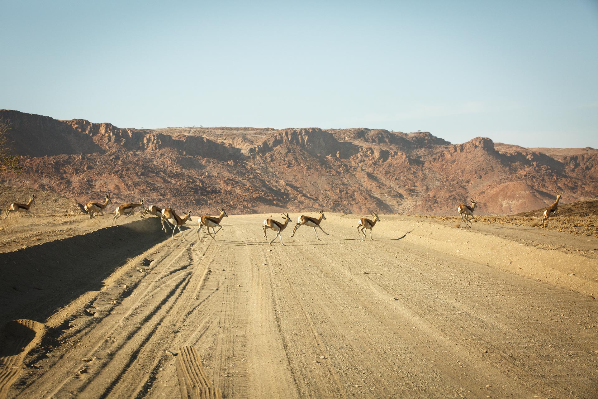 Impalas traversant la route dans la région de Damaraland
