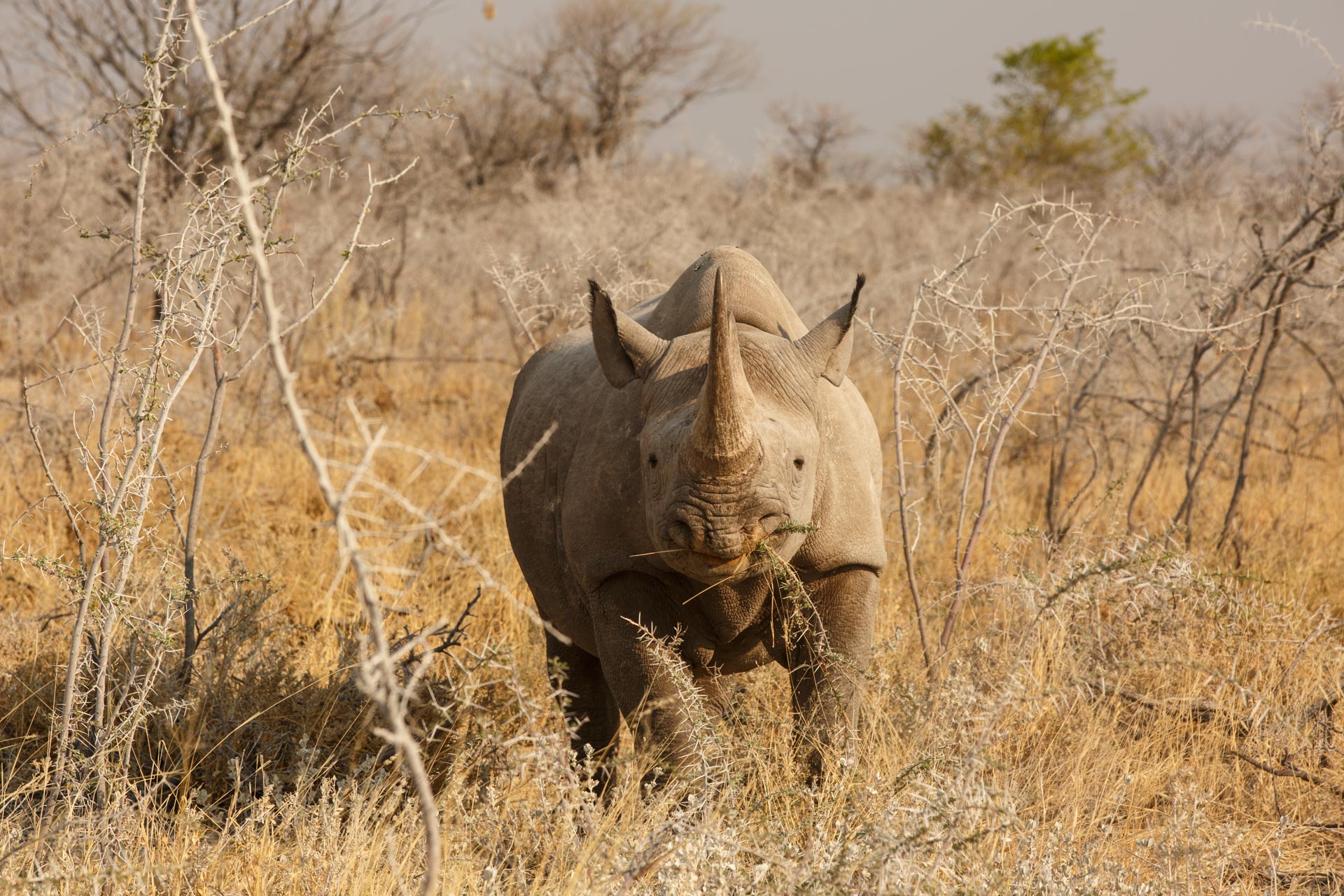 Face à face avec un rhinocéros noir dans le parc d'Etosha