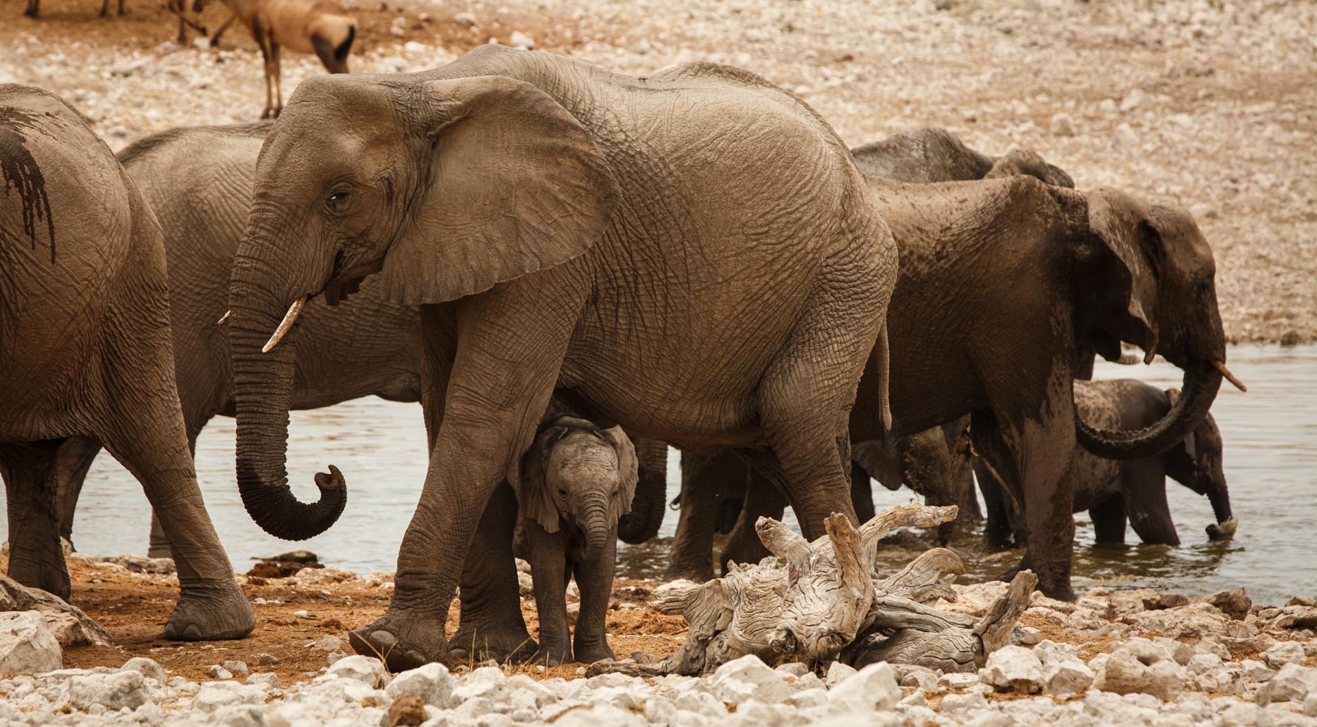 Une mère éléphant protégeant son petit dans le parc d'Etosha