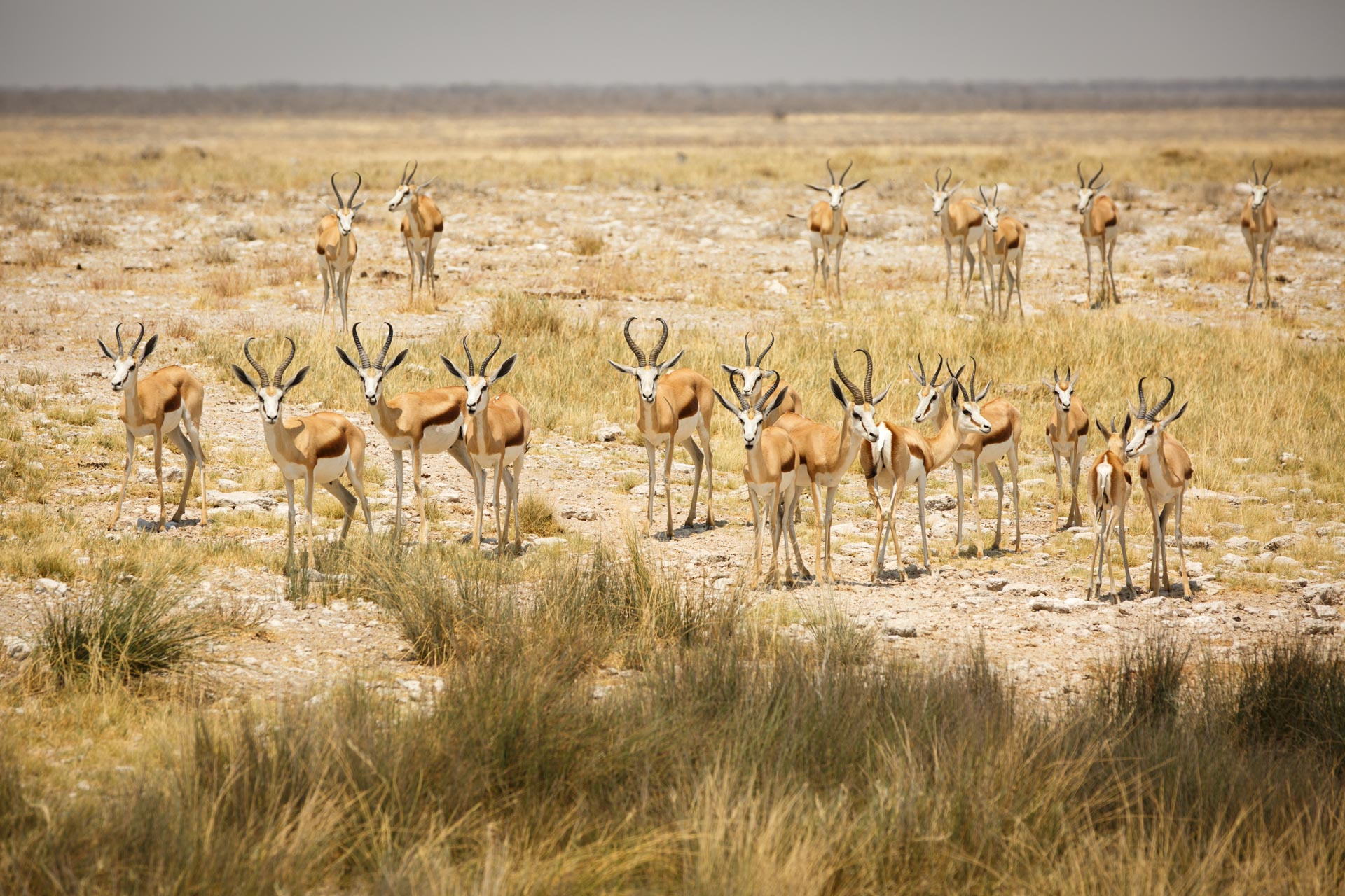 Groupe de Springboks dans le parc d'Etosha